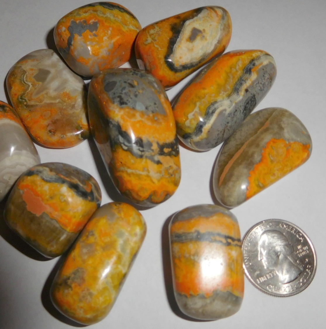 bumble bee jasper